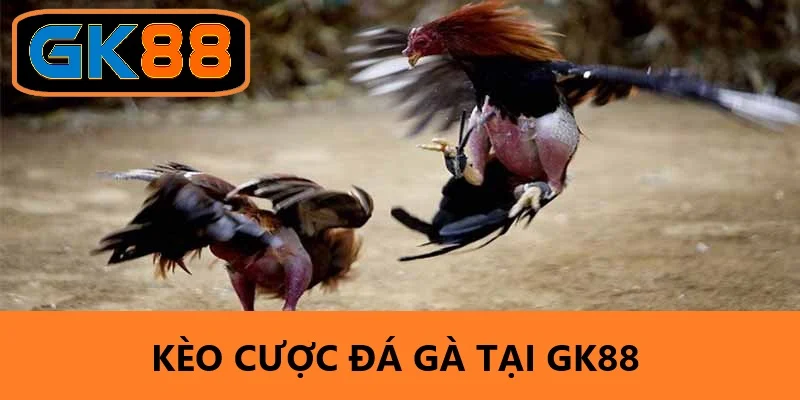 Các lựa chọn cược hấp dẫn tại đá gà GK88